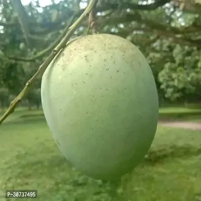 Ukanda Mango Plant Langra Mango Plant-thumb0