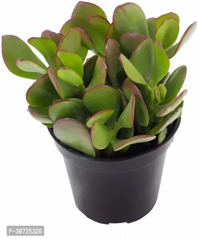 Ukanda Crasulla Ovata Plant Crassula Plant-thumb2