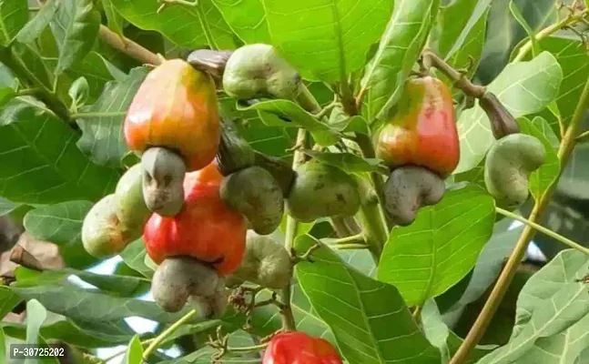 Ukanda Cashew Plant zzz badam-thumb0