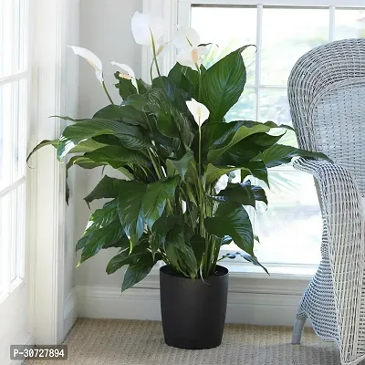 Ukanda Peace Lily Plant Live Peace Lily Plant with Nursery pot-thumb0