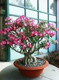 Ukanda Adenium Plant ADENIUM PLANT DD-thumb2