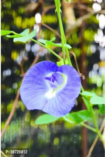 Ukanda Aparajita Butterfly Pea Plant Aparajita_BLUE_NP117-thumb0