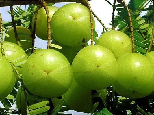 Ukanda Amla Plant Grafted Thai Amla Sweet plant-thumb0