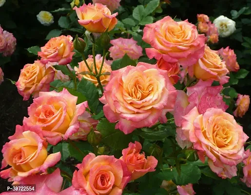 Ukanda Rose Plant pink rose double rose CF_B671-thumb0