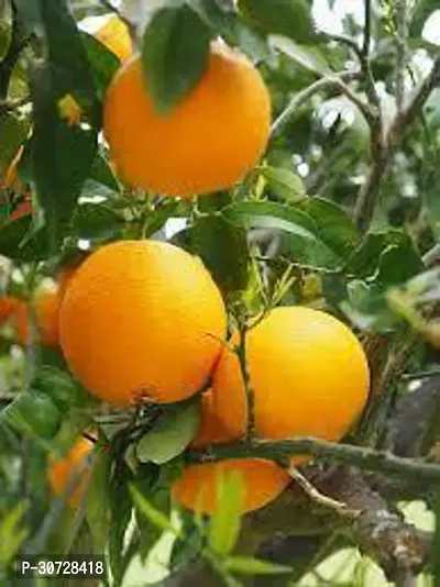 Ukanda Orange Plant ODM96-thumb0