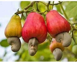 Ukanda Cashew Plant zzz badam-thumb2