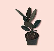 Ukanda Rubber Tree Rubber Plant Tree, Rubber Plant Ficus elastica (Small) - Plant Garden Live Plant Nursery Indoor Outdoor Living Plants-thumb2