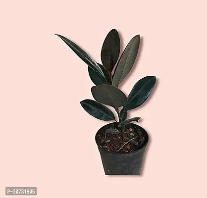 Ukanda Rubber Tree Rubber Plant Tree, Rubber Plant Ficus elastica (Small) - Plant Garden Live Plant Nursery Indoor Outdoor Living Plants-thumb3