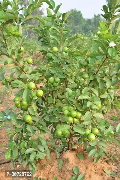 Ukanda Guava Plant Hybrid Thai Variety Guava Grafted Live Plant. v6-thumb0