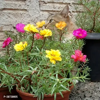 Ukanda Portulaca Plant Portuluca Mixed Live Plant Disha-0145-thumb0