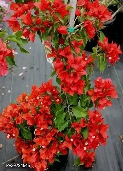 Ukanda Bougainvillea Plant Boganvli plant c54-thumb0