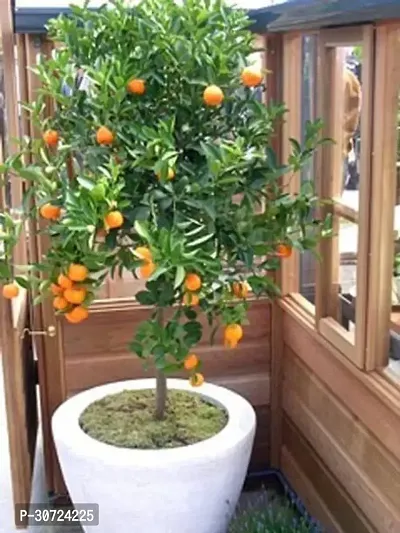 Ukanda Orange Plant Orange Plant14-thumb0