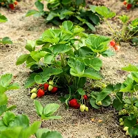 Ukanda Strawberry Plant Strawberry Plant-thumb1