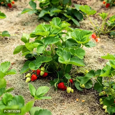 Ukanda Strawberry Plant Strawberry Plant-thumb2