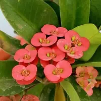 Ukanda Euphorbia Francoisii Plant EUPHORBIA PLANT 4EE-thumb1