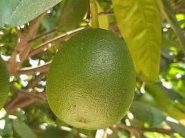 Ukanda Lemon Plant Plants 9458995790-thumb1