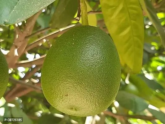 Ukanda Lemon Plant Plants 9458995790-thumb2