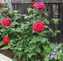 Ukanda Rose Plant Red RoseDesi Gulab Charming Flower Live Plant-thumb2