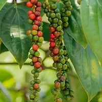 Ukanda Black Pepper Plant Redwingz Black Pepper Gol MorichKali Mirch Live Plant- 2 feet-thumb1