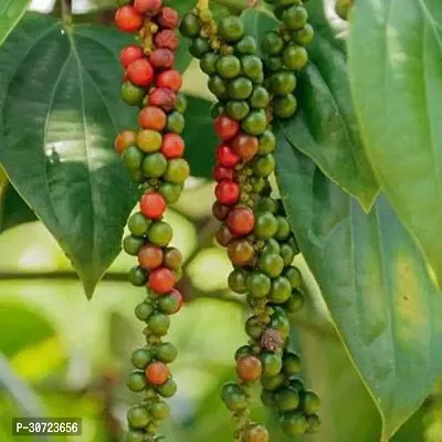 Ukanda Black Pepper Plant Redwingz Black Pepper Gol MorichKali Mirch Live Plant- 2 feet-thumb2