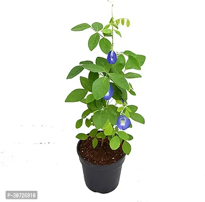 Ukanda Aparajita Butterfly Pea Plant aparajita butterfly pea live plant with pot (pack of 1)-thumb0