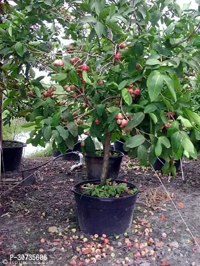 Ukanda Apple Plant Dwarf Red Water Apple Plant 1000-thumb0