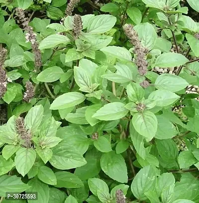 Ukanda Tulsi Plant Holy Basil Plant-thumb0