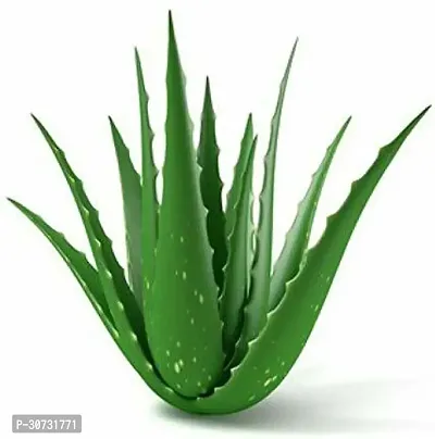 Ukanda Aloe Vera Plant GET ALOE-thumb0