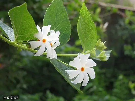 Ukanda ParijatHarsingar Plant Parijat Plant-thumb2