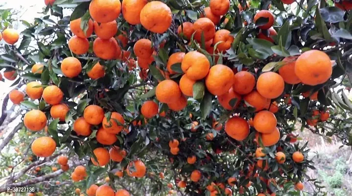 Ukanda Orange Plant FDYU9