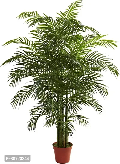 Ukanda Areca Palm ARCA PALM TT-thumb0