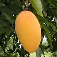 Ukanda Mango Plant Very Sweet Amrapali Mango Grafted Hybrid Bonsai Fruit Tree Healthy Live Plant-thumb2