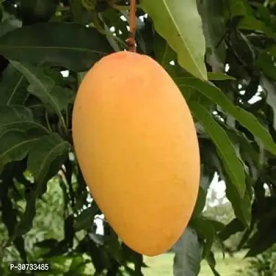 Ukanda Mango Plant Very Sweet Amrapali Mango Grafted Hybrid Bonsai Fruit Tree Healthy Live Plant-thumb3