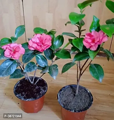 Ukanda Rhoeo Plant Camellia Flower PlantB02-thumb0