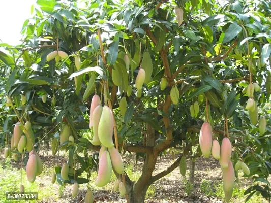 Ukanda Mango Plant Thai Exotic Hybrid Mango Plant. v5-thumb0