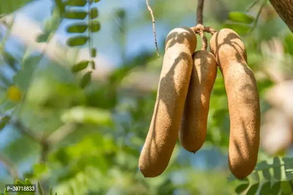 Ukanda Tamarind Plant BSDFY125-thumb0