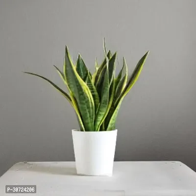 Ukanda Snake Plant SNAKE PLANT TF5-thumb0