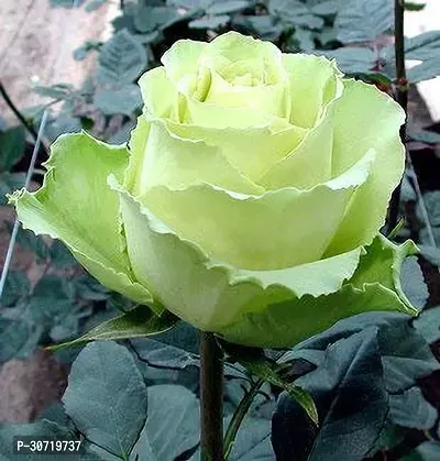 Ukanda Rose Plant Saraswati Gardens Rare Rose Plant Green White 1 Healthy Live Plant With Plastic Bag-thumb0