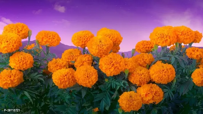 Ukanda Marigold Plant Marigold plant 30-thumb0