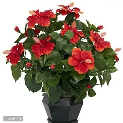 Ukanda Hibiscus Plant GEThib25 b-thumb0