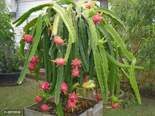 Ukanda Dragon Tree Hybrid Dragon Fruit Plant ( Red )-thumb0