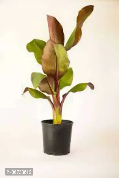 Ukanda Banana Plant Red Banana Fruit Plant I1-thumb0