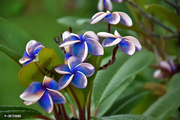 Ukanda Plumeria Plant Blue PlumeriaFrangipani flowerchampakathchapawood champa flower plant-thumb0