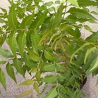 Ukanda Neem Plant Neem Live Plant Pack of 1-thumb2