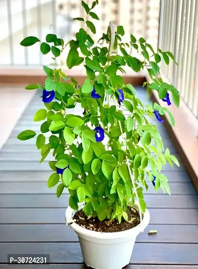 Ukanda Aparajita Butterfly Pea Plant APARAJITABUTTERFLY PEA PLANT XED-thumb0