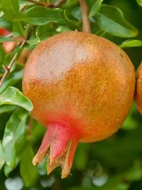 Ukanda Pomegranate Plant Pomegranate Fruit Plants ccc-thumb1