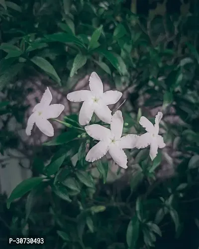 Ukanda Jasmine Plant Jasmine Crepe Jasmine Chinese Tagor Night Blooming Jasmine Plant Disha-202020207781-thumb0