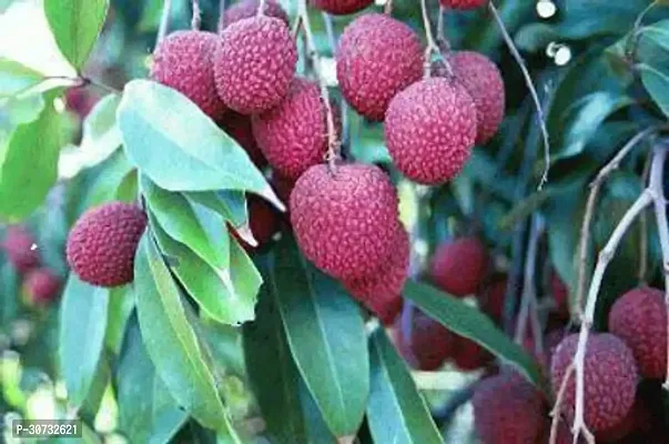 Ukanda Litchi Plant Litchi Early Seedless Variety Lychee Fruit (Air layeredGrafted) Live PlantsTree(1-1.5 Ft Size)-thumb2