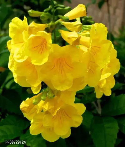 Ukanda Tecoma Plant Tecomayellow trumpetbushyellow bellsyellow elderginger-thomas chandra prabha flower plant-thumb0