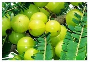 Ukanda Amla Plant Grafted Thai Amla Sweet plant-thumb1